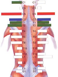 spine_scan